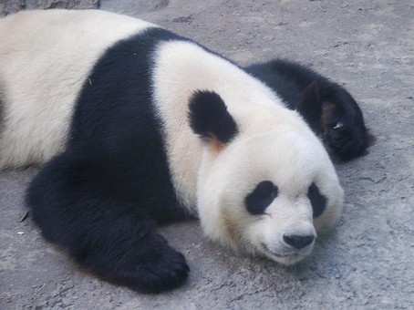 B0412160 - Zoo-Pandas