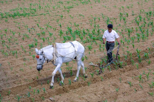 D0608017 - Plowing-Sowing