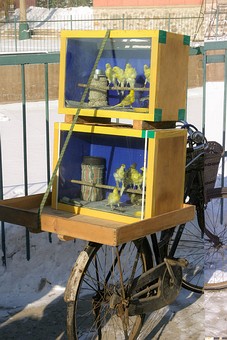 D1207022 - Birds Market