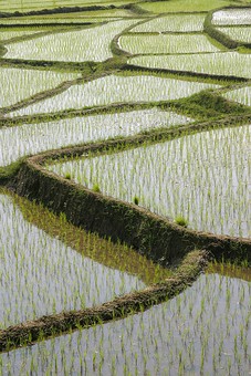 E0114175 - Mafeilong Village