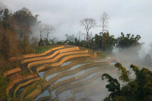 E0118005 - Rice Terraces 1