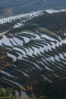 E0118069 - Rice Terraces 1