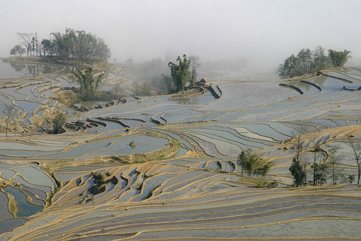 E0118089 - Rice Terraces 1