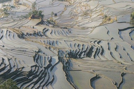 E0118418 - Rice Terraces 1