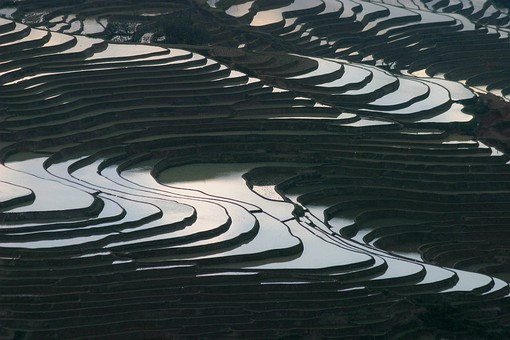 E0118465 - Rice Terraces 1