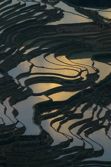 E0118512 - Rice Terraces 1