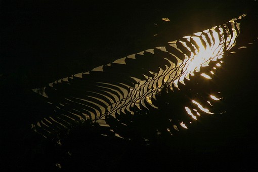 E0119495 - Rice Terraces 1