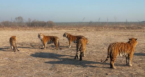 G1231010 - Tiger Park