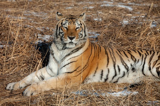 G1231048 - Tiger park