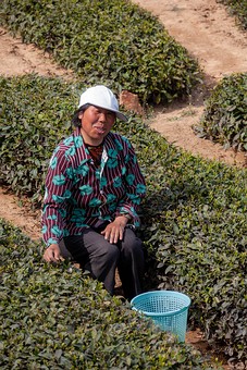 H0428436 - Tea Plantation