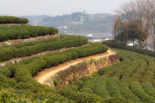 M0326433 - Tea Field