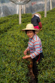 M0326436 - Tea Picking