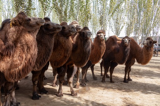 M0930469 - Camel Market