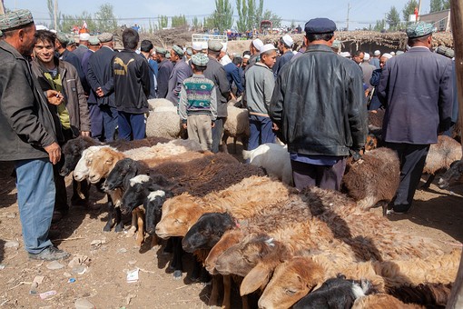 M1006310 - Livestock Market