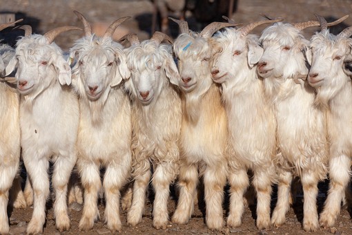 M1007040 - Sheep Market