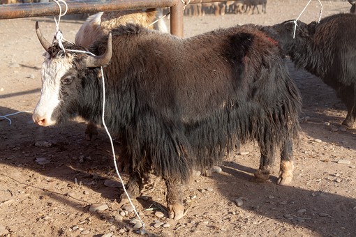 M1007060 - Yaks Market
