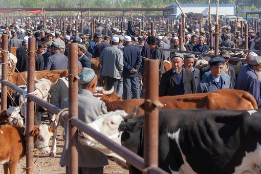 M1007299 - Cow Market