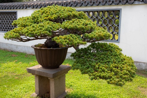 N0811156 - Bonsai Garden