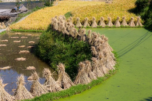 N0929727 - Jidao-Lower Village