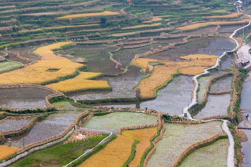 N1001158 - Hilltop-Rice Fields 