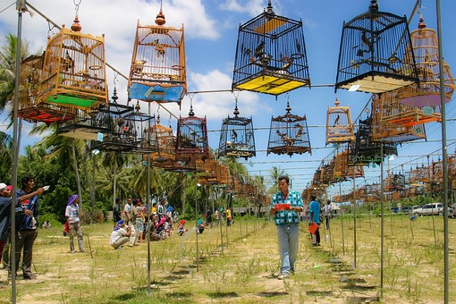 D0814095 - Bird Singing Contest