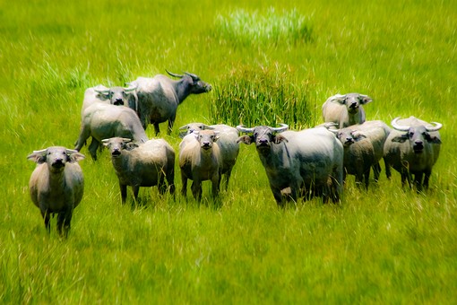 D0814109 - Livestock-Others