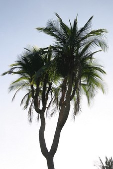 D0816210 - Coconut Tree Multi H