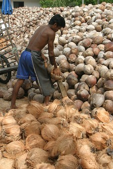 D0817267 - Coconut Farming