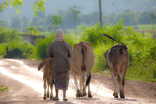 G0704093 - Livestock-Kok Noi-Lo