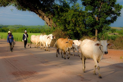 H0731032 - Livestock-Sanpao-Loe
