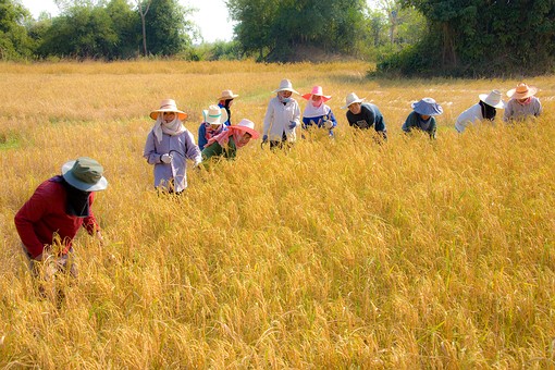 H1128163 - 02 Harvest Chat Trak