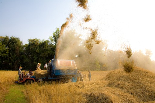 H1128225 - 08 Threshing Rice Ch