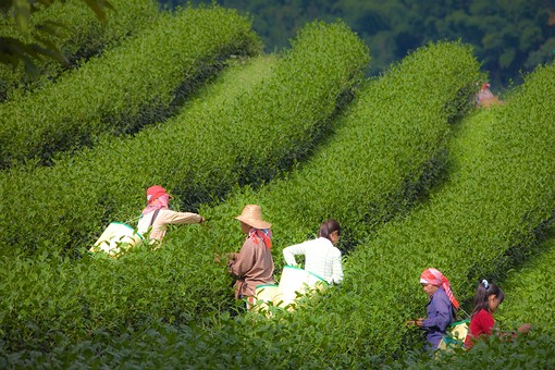 I1103167 - Mae Salong