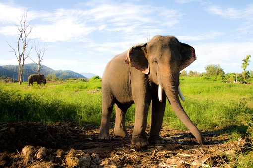 I1103492 - Chiang Dao Elephants