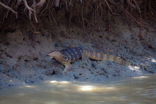 J0412245 - Khlong Khao Daeng