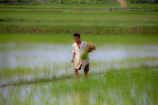 J0509722 - Rice Fields