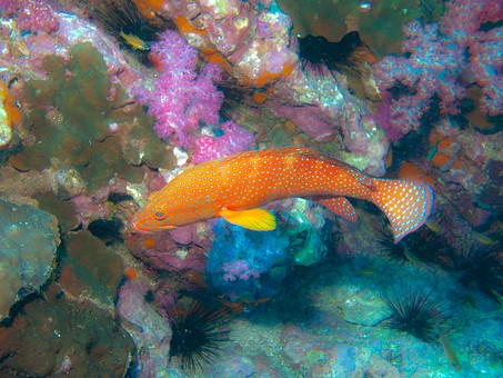 J1224575 - Richelieu Rock