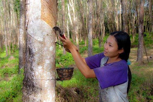 J1230210 - Rss Rubber Farm