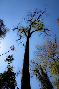 K0209243 - Namtok Huai Ton Phue