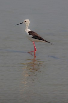 K0220087 - Ban Pak Khlong Pramo
