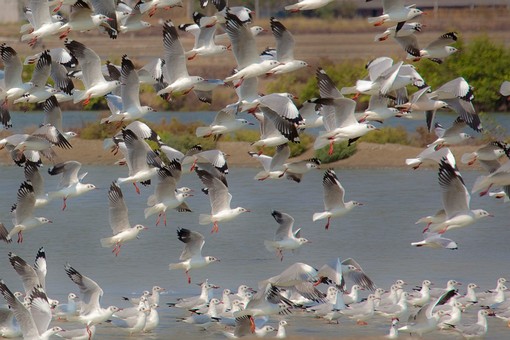 K0220090 - Ban Pak Khlong Pramo