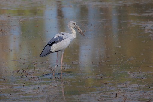 K0522380 - Ban Pak Khlong Pramo