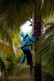 K0606177 - Tao Tan - Palm Sugar