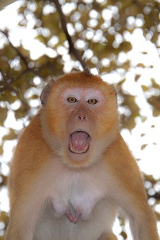 K0802102 - Kosamphi Forest Park