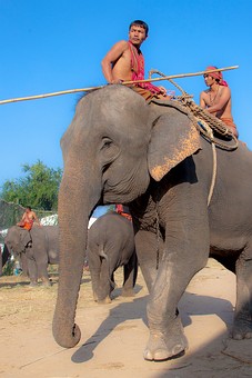 K1120130 - 2010-Elephant Round 