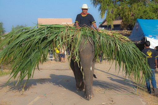 K1121096 - 2010-Elephant Round 