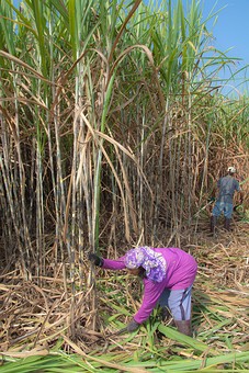 K1210023 - 05 Cutting - Kok Noi
