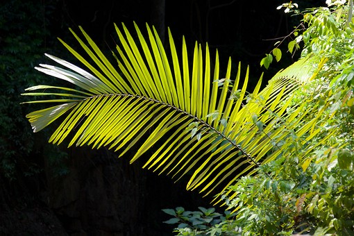 L0411090 - Tat Mok Np