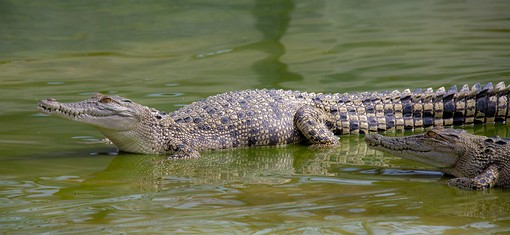 N0101314 - Wasan Crocodile Farm