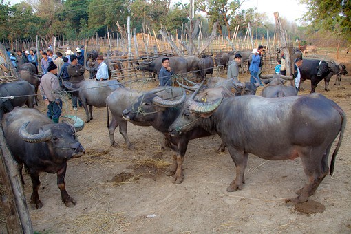 N0209040 - Sanpatong Saturday M